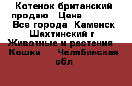 Котенок британский продаю › Цена ­ 3 000 - Все города, Каменск-Шахтинский г. Животные и растения » Кошки   . Челябинская обл.